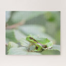 Search for green tree frog puzzles Amphibian