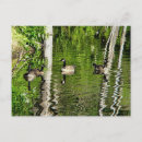 Search for branta postcards Geese