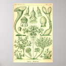 Recherche de illustrations scientifiques posters Ernst haeckel