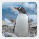 Search for gentoo stickers Antarctica