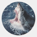 Search for amos stickers Adnt