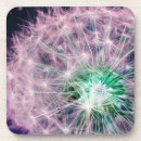 Search for seed head Wishes