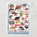 Recherche de animaux australie cartes postales Kangourou
