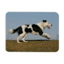 Recherche de courant magnets Photographe canin