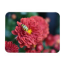 Recherche de insecte magnets Zinnia