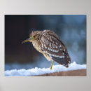 Recherche de héron de nuit Hiver