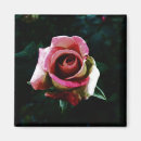 Search for beautiful dark magnets Floral