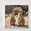 Search for quokka cards Marsupial