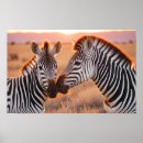 Search for zebra posters Wildlife