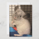 Search for chinchilla cards Sweet