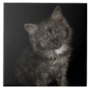 Recherche de chat noir et blanc carreaux Mignonette