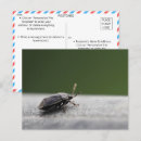 Search for stink bug Entomology