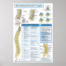 Recherche de complexe posters Colonne vertébrale
