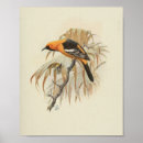 Recherche de aviaire art Ornithologie