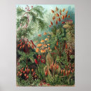 Recherche de biologie vintage posters Ernst haeckel