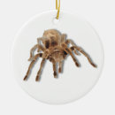 Search for arachnids ornaments Bug