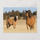 Recherche de steen cartes postales Cheval sauvage