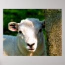 Recherche de petit agneau posters Mouton