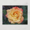 Search for peace rose postcards Yellow