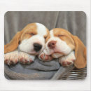 Search for dog picture mousepads Photography