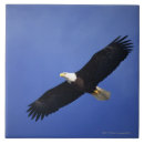 Search for low angle view tiles Wildlife