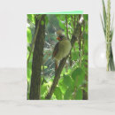Search for cute cardinal cards Birds