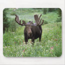 Search for moose mousepads Antler