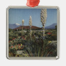 Recherche de yucca cartes postales Lanterne