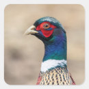Recherche de chasse de faisan autocollants Phéasant