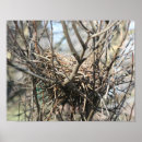 Search for empty photography Bird
