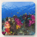 Search for fiji coasters Nature