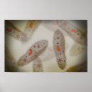 Search for eukaryotic posters Microbiology