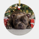 Search for staffy ornaments Pet