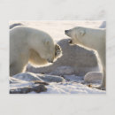 Search for hudson bay postcards Polar bear