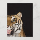 Search for aggression postcards Majestic