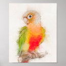 Search for conures posters Cute