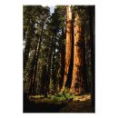 Search for sequoia art California