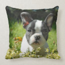 Search for french bulldog puppy pillows Cute