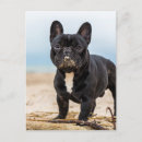 Recherche de sable cartes postales Chiot