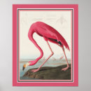 Search for american flamingo posters Birds