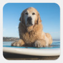 Search for paddle board stickers Dog