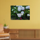 Search for hydrangeas posters Blue hydrangea