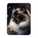 Recherche de birmans magnets Chats