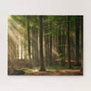 Search for autumn forest puzzles Landscape