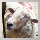 Search for sheep art posters Good