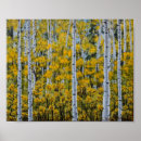 Search for birch tree posters Trees