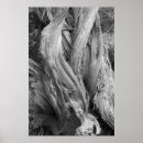 Search for junipers posters Photography