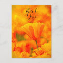 Recherche de pavot de californie cartes postales Botanique