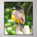Search for oriole posters Photography
