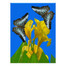 Recherche de canna posters Fleurs